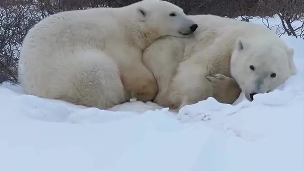 Weekend mood 💙🐻‍❄️🐻‍❄️💤