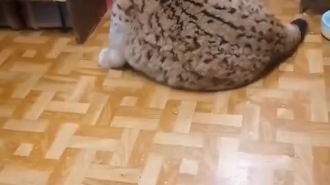 When uncle lynx comes to visit.