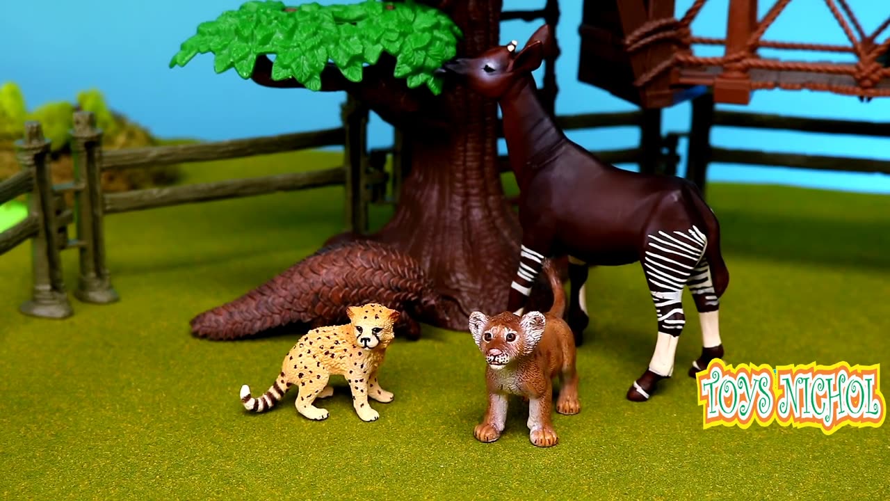 Caring for Monkey Injured by Tree Thorn