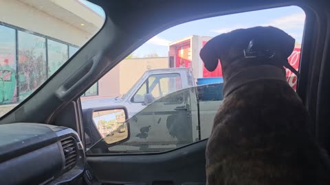 Protection Dog Training Auto Protection 101