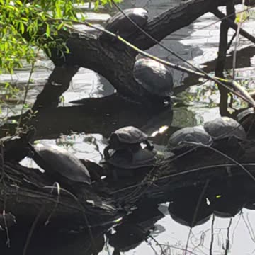 Animales en el Día Internacional de la Madre Tierra.