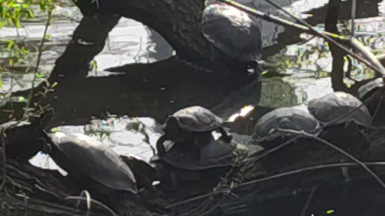 Animales en el Día Internacional de la Madre Tierra.