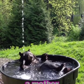 Fierce Yet Soft: The Bear Within Us 🐻✨ | Mon D Reels