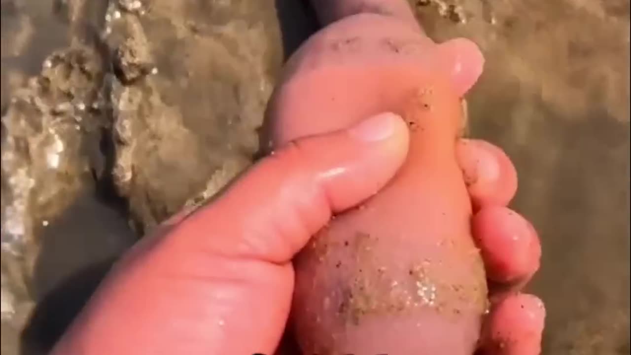 Massive Marine Worm Discovered
