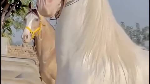 Most-Beautiful-Horse-In-The-World-shorts