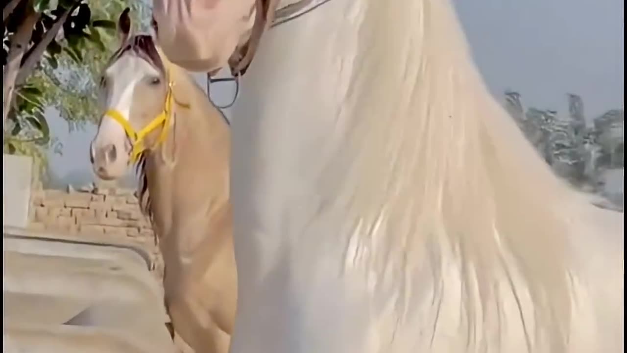 Most-Beautiful-Horse-In-The-World-shorts