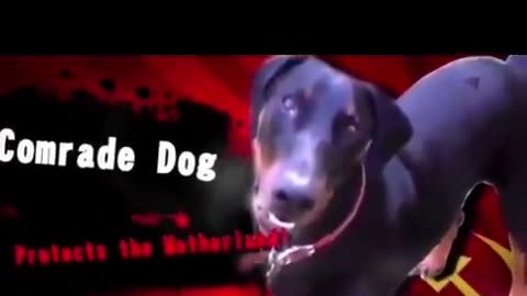Comrade Dog