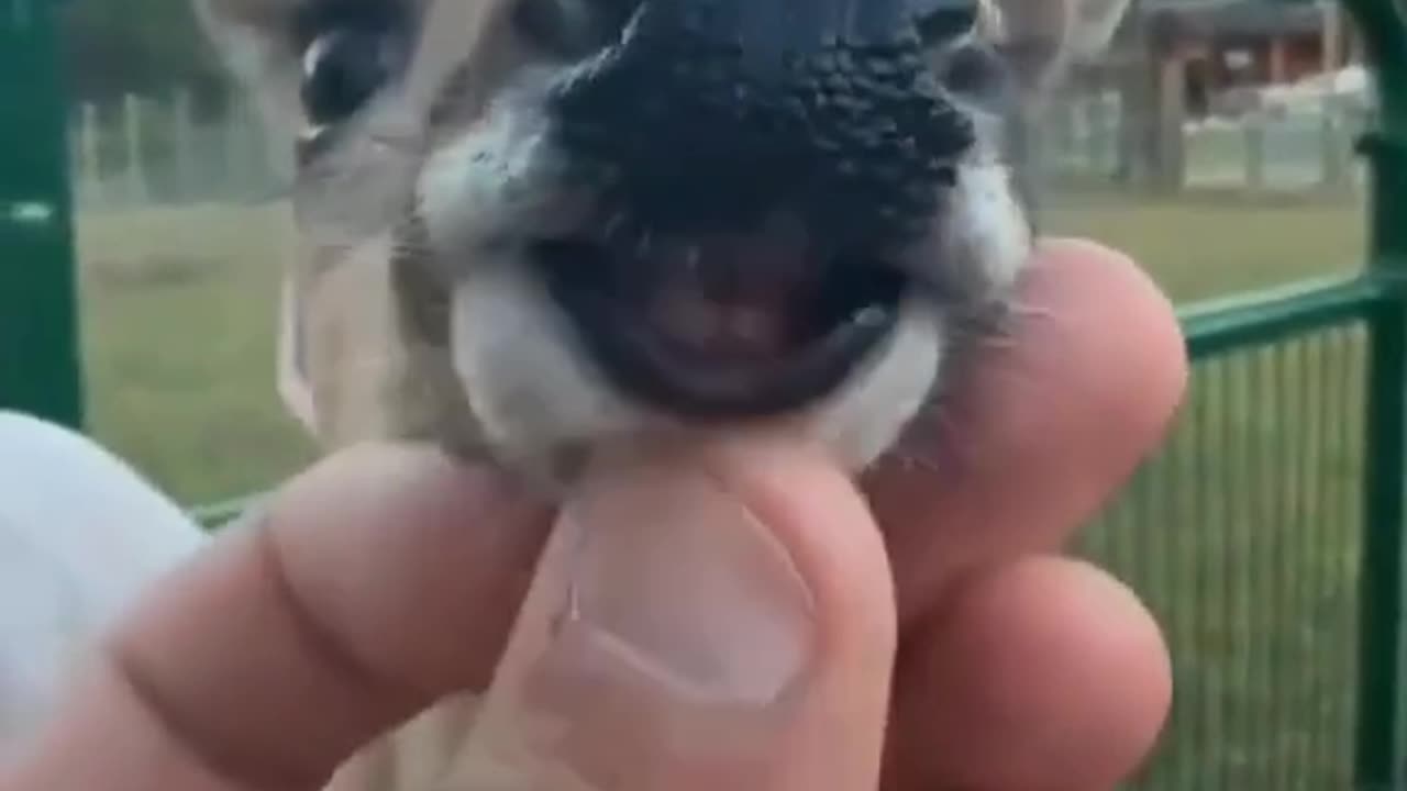 Lol