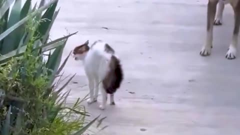 “Cat vs 2 Dogs 😼🐶 | The Cat Who Scared Two Dogs Away!”