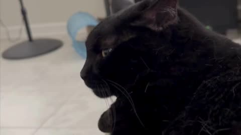 Cute Precious Piper is a Sweet Fuzzy Babydoll - Adopting a Cat from a Shelter Vlog #shorts
