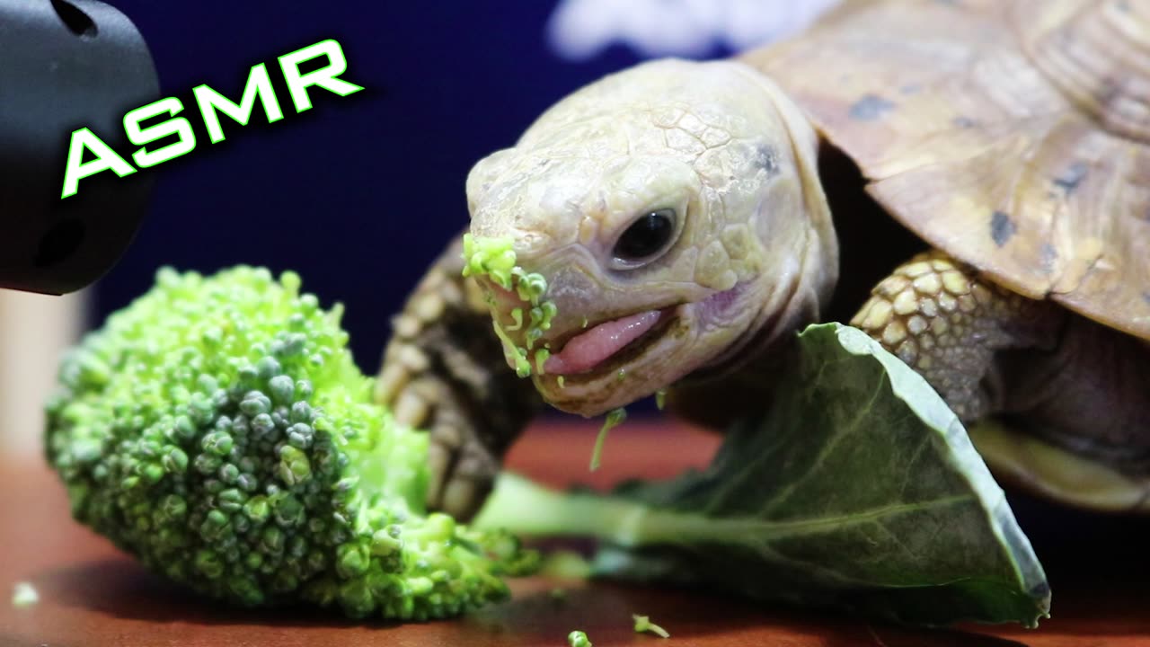 ASMR MUKBANG EATING BROCCOLI 🐢 Turtle Tortoise 1