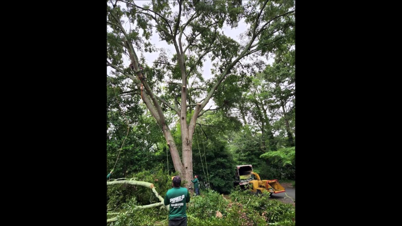 Perez G Tree Services