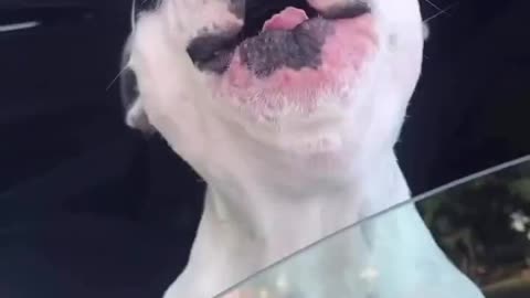 Always Gets The Last Word