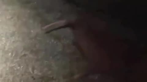 Pets sound