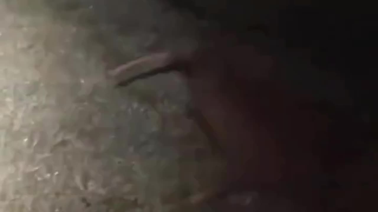 Pets sound