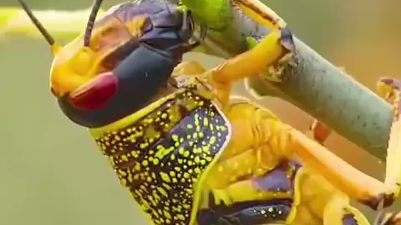 Super Swarm of Desert Locust- In Ethiopia