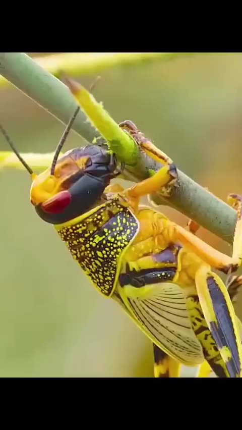 Super Swarm of Desert Locust- In Ethiopia