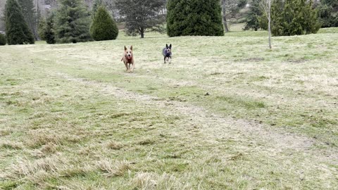 Waynes park patrol 239482309482