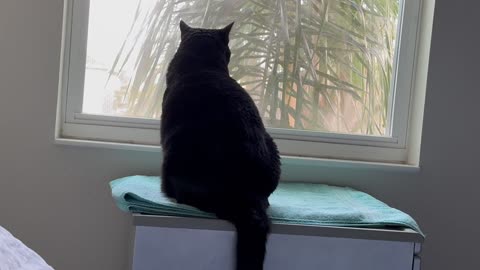 Cute Precious Piper Meditates in Her Spa - Adopting a Cat from a Shelter Vlog