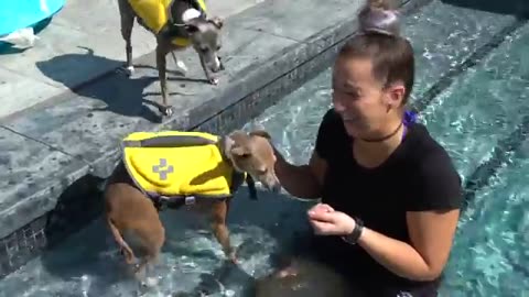 Teaching My Dog to Swim for the First Time