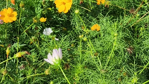 "Easiest money you will ever make." -I.S.T.V.