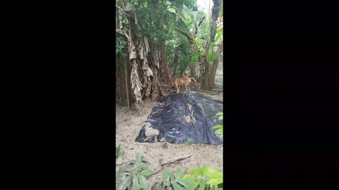 Friquitey y roquetey 🐕‍🦺🫂 Perritas Rescatadas En Estado Crítico / Dogs Rescued In Critical Condition