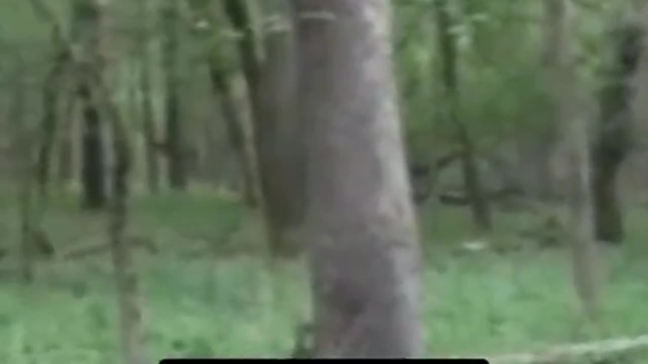 😱🐾 Could This Really Be Bigfoot? | TheHauntingHour