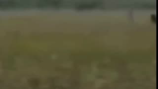 Bigfoot Caught on Camera in the Everglades? #shorts