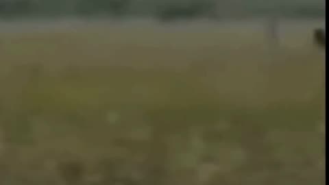 Bigfoot Caught on Camera in the Everglades? #shorts