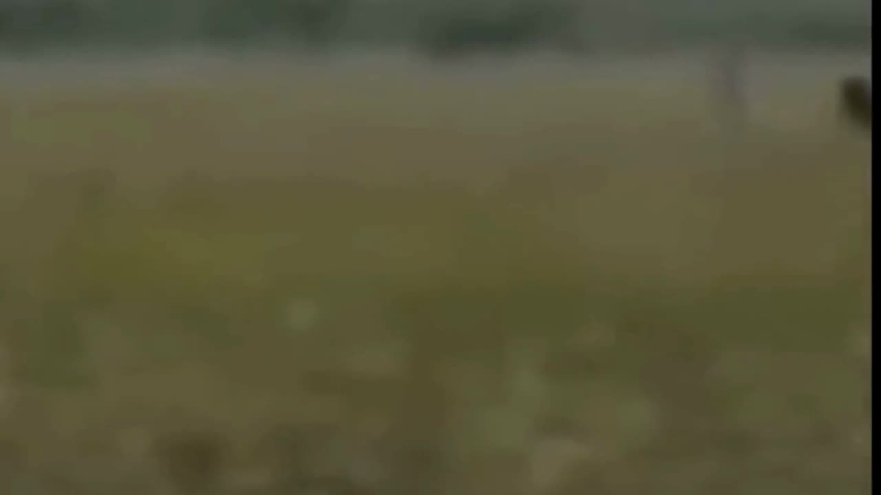 Bigfoot Caught on Camera in the Everglades? #shorts