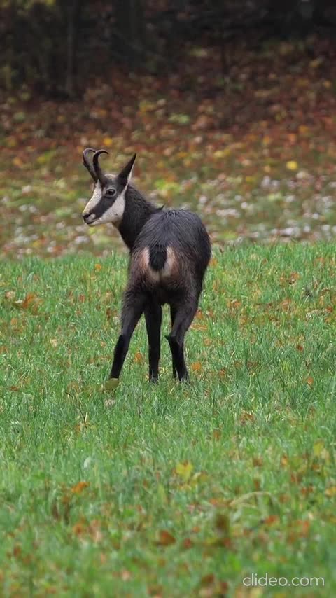 zoeira sem freio animais.mp4