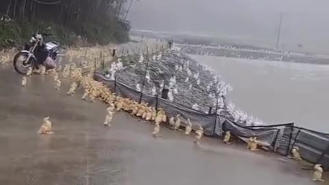 Love The Rain
