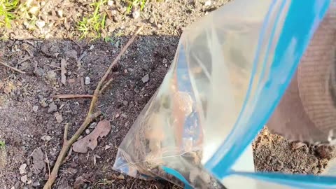Cheap Method For Starting Dahlia Plants