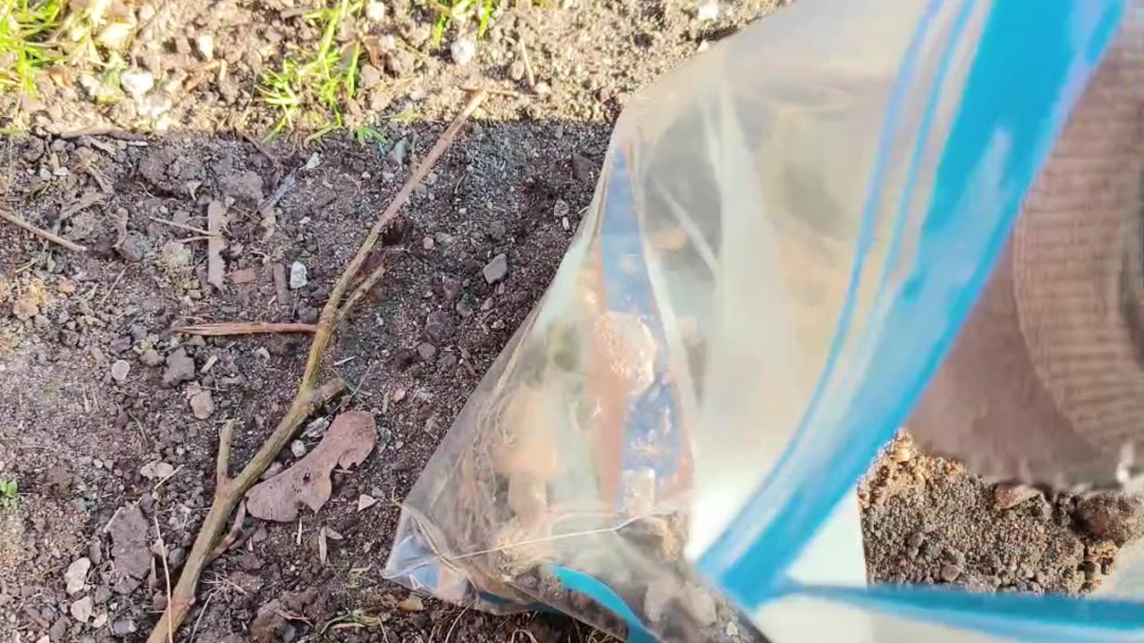 Cheap Method For Starting Dahlia Plants
