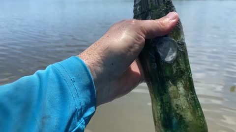 Paddleboarding Find – Old Bottle in Shallow Water