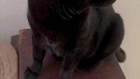 Cute Precious Piper Prepares For a Modeling Job - My Adopted Shelter Cat Vlog #shorts