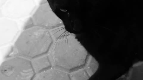 Friendly Mini Panther 😻
