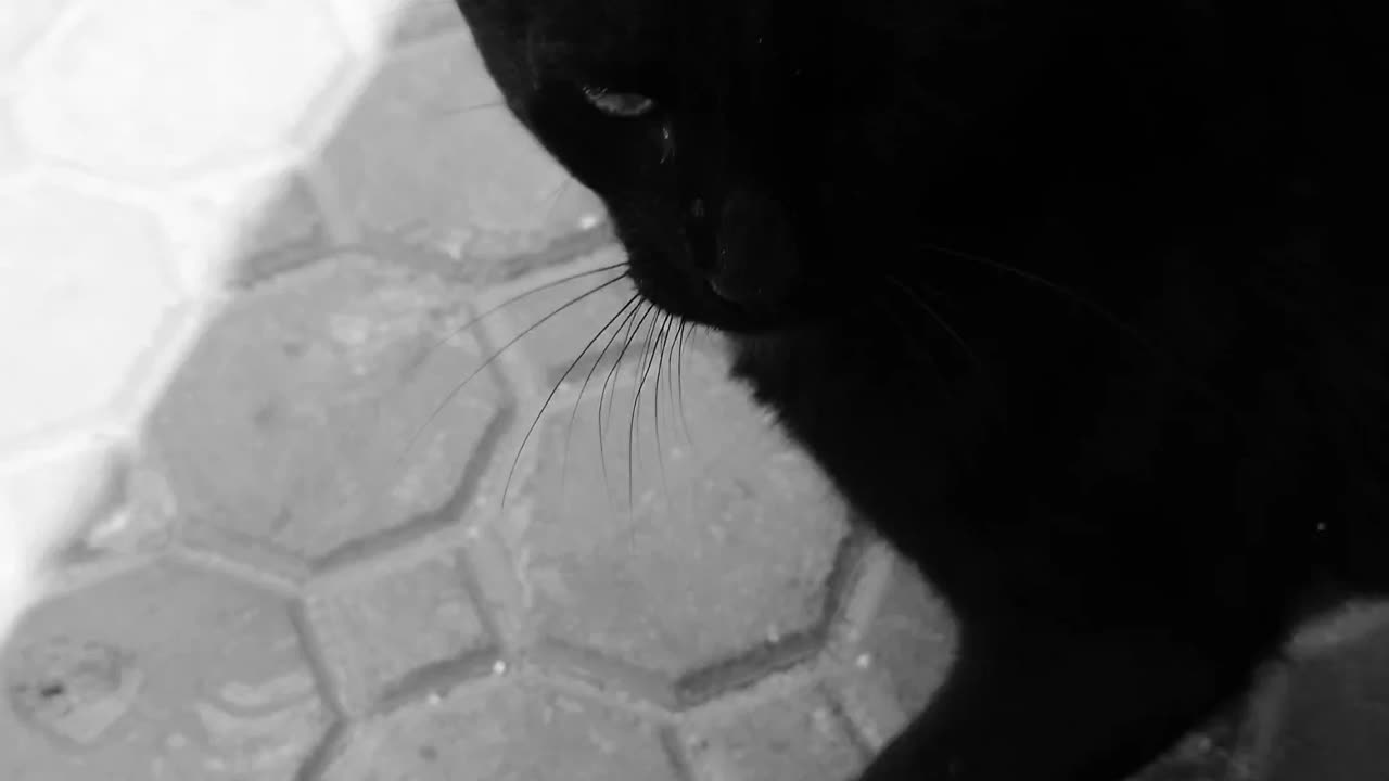 Friendly Mini Panther 😻
