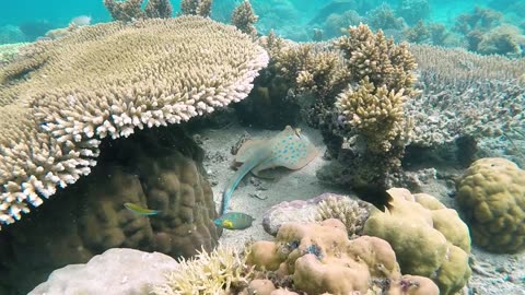Underwater Creatures