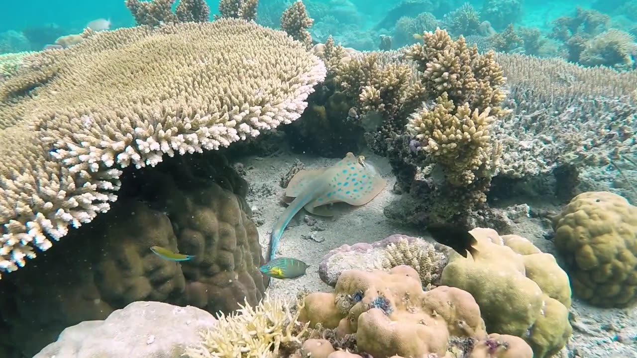 Underwater Creatures