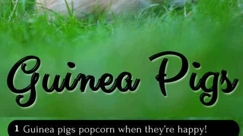 5 Fun Facts About Guinea Pigs 🐾 #naturelovers #animallovers #animalfacts