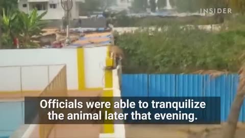 Leopard Attacks School