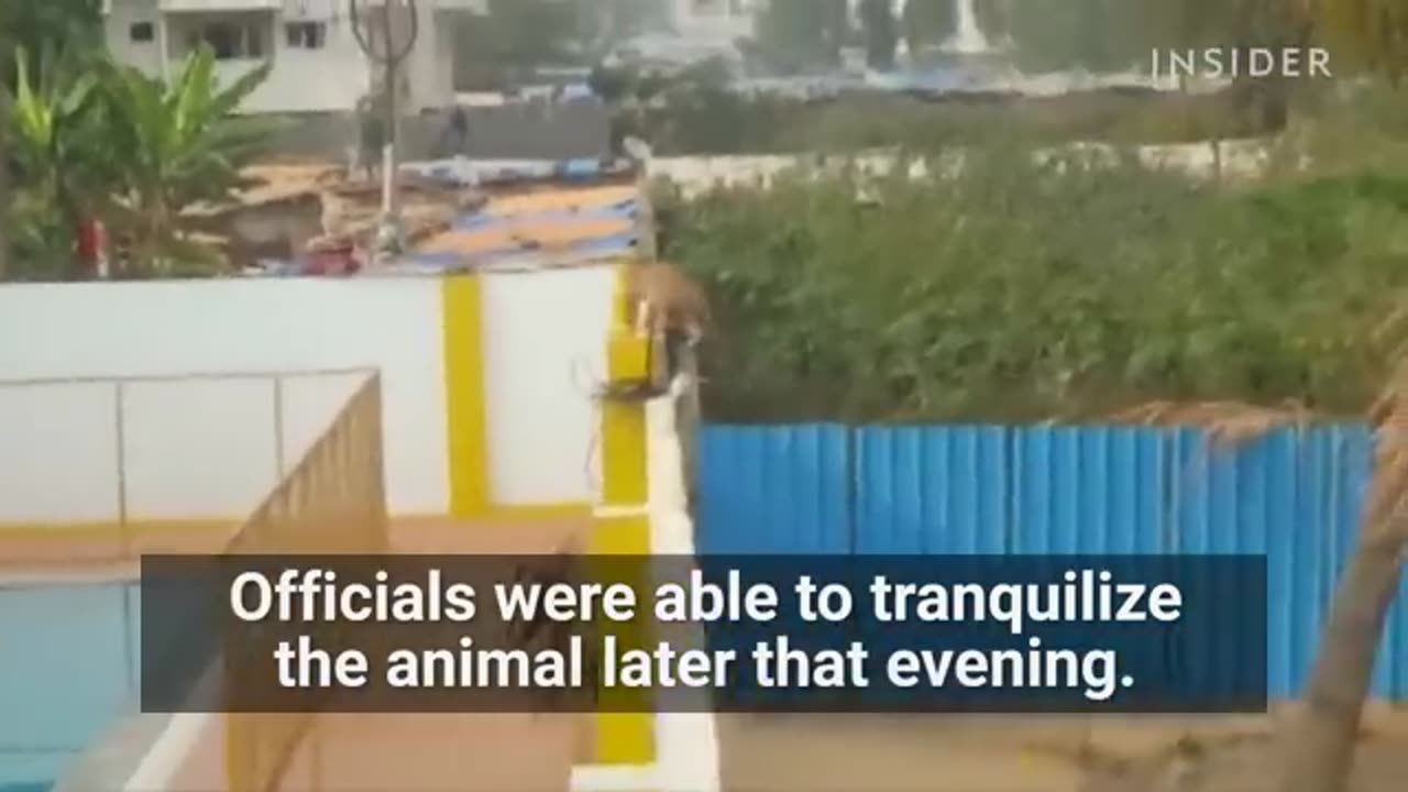 Leopard Attacks School