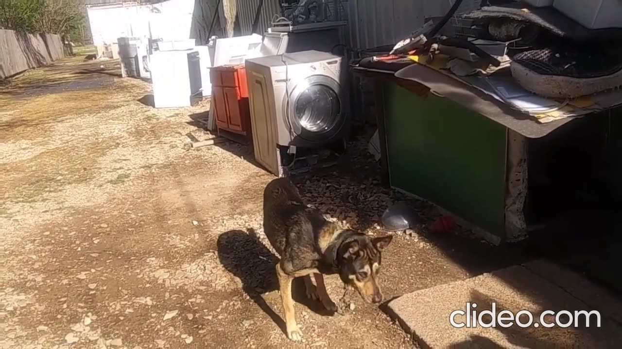 BEST OF DOGS IN PARIS, TEXAS