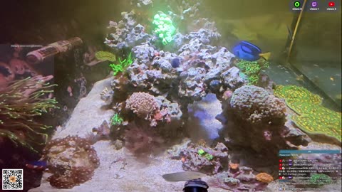 24/7 Real Live Reef Stream