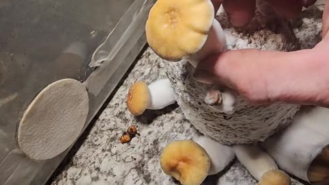 Great medicinal mushrooms