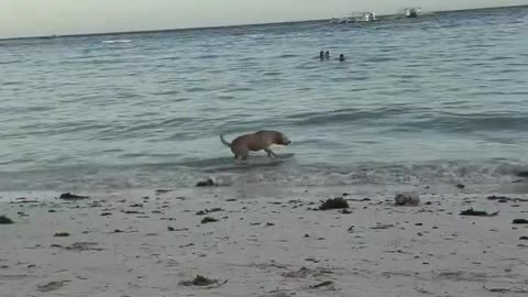 Surfing Dog in the Philippines