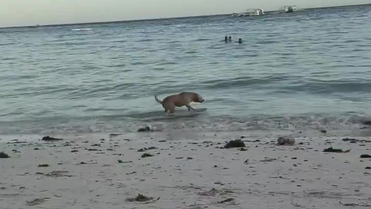 Surfing Dog in the Philippines
