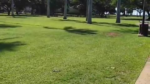 fatty demon pig - 2025 - YT - USA - November 25th or November 24th in USA part 002