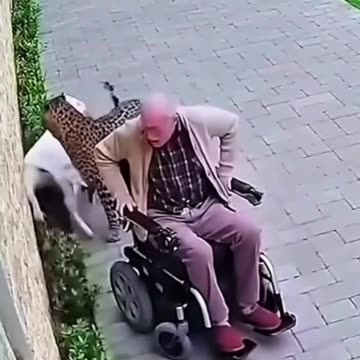 A Brave Dog risks his life to save The grandpa